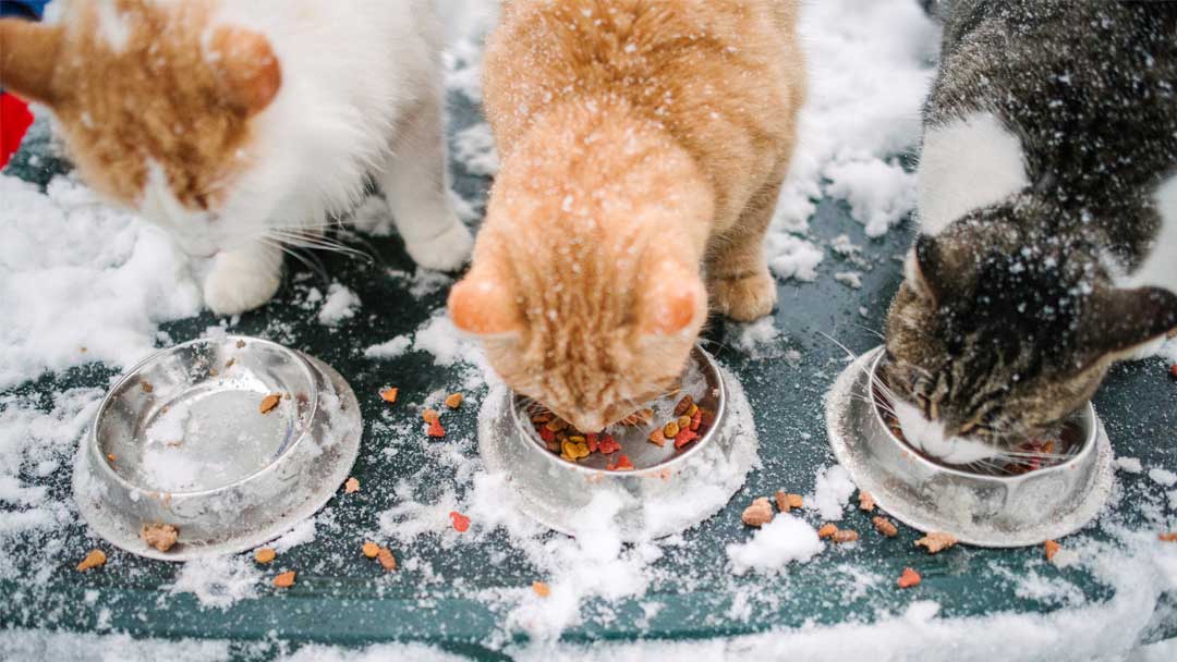 tous-ensemble-chat-25