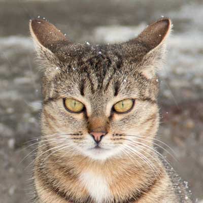 tous-ensemble-chat-33