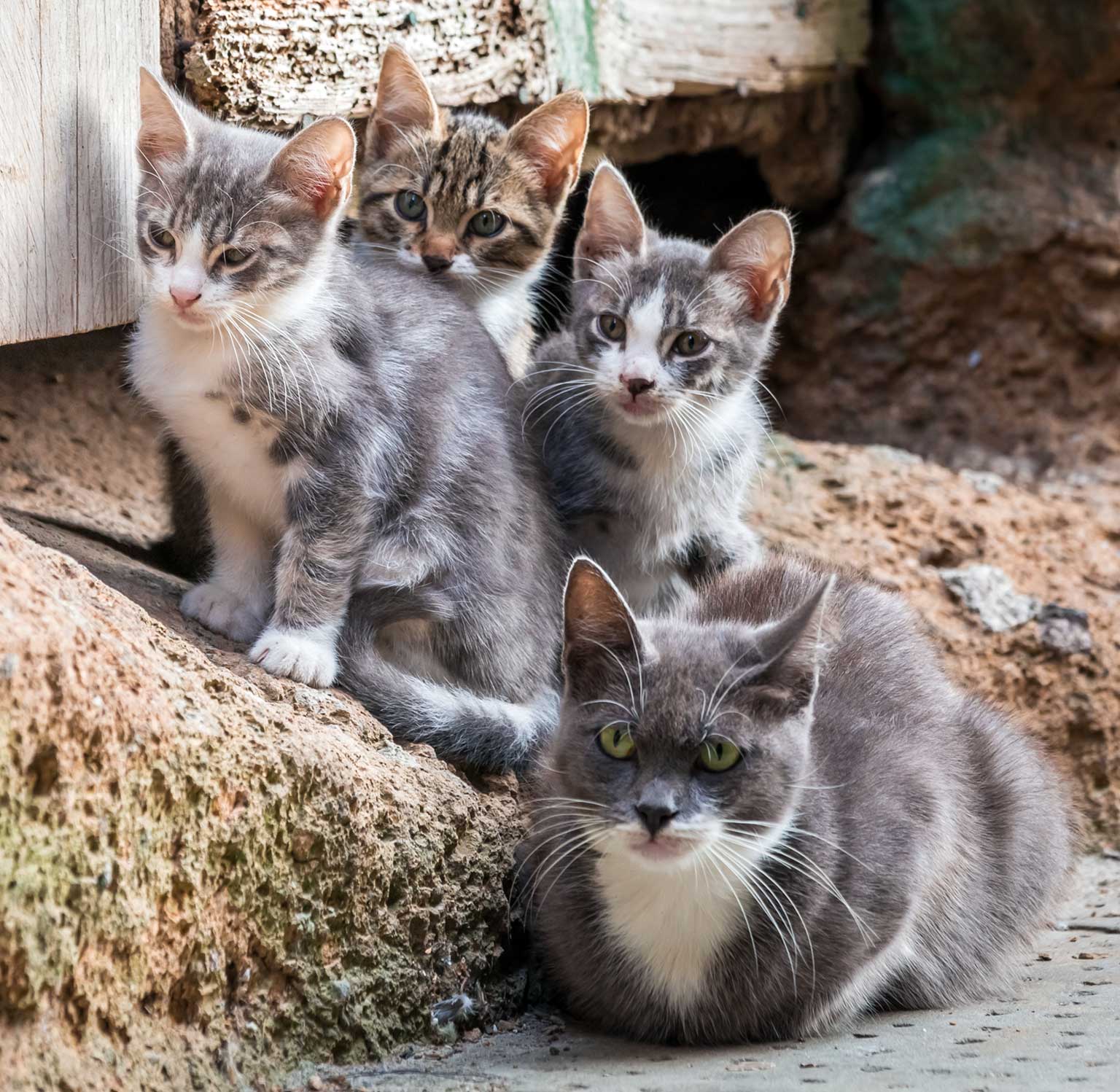 tous-ensemble-chat-34