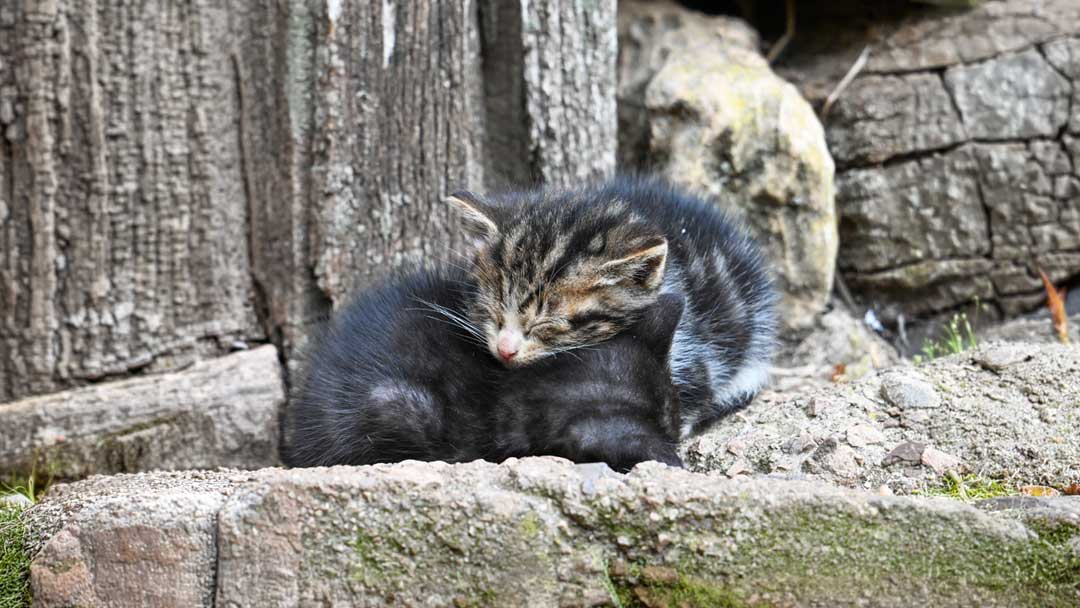 tous-ensemble-chat-38