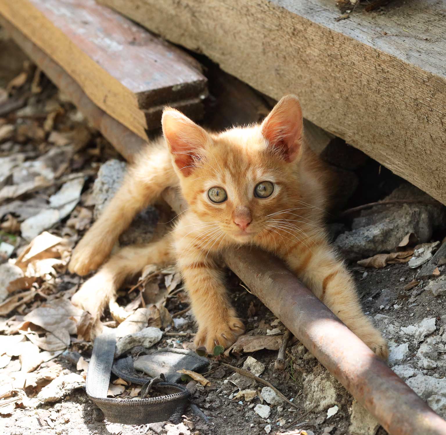 tous-ensemble-chat-55